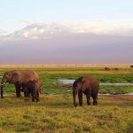 Vivez un safari inoubliable au cœur du Kenya