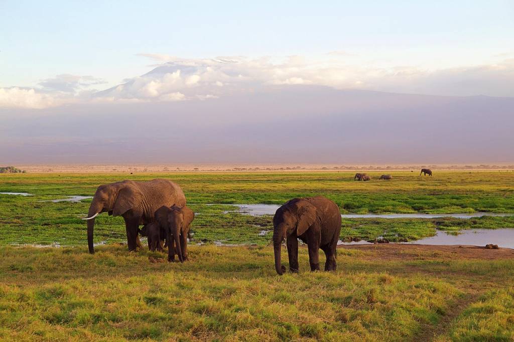 Vivez un safari inoubliable au cœur du Kenya