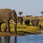Safari en Zambie : les plus belles réserves à découvrir