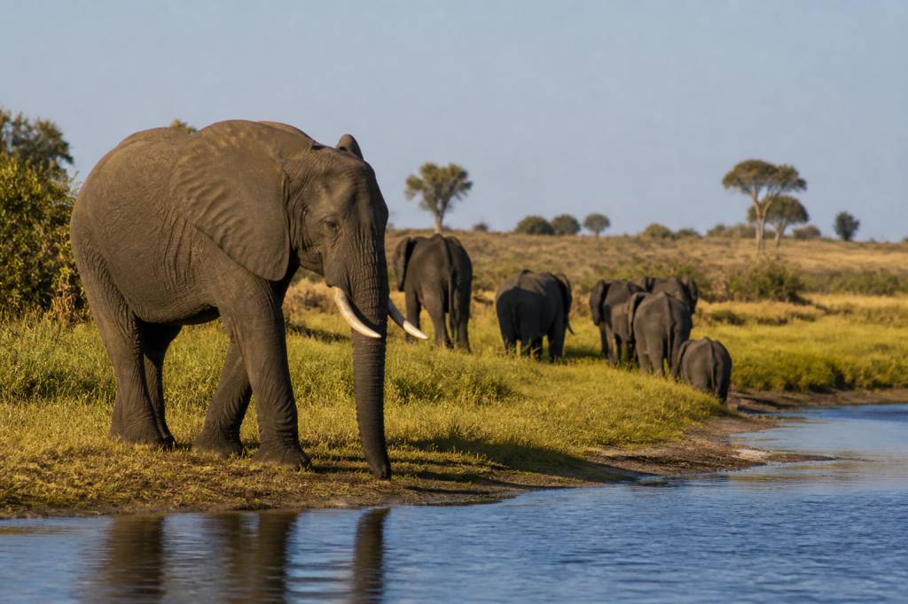 Safari en Zambie : les plus belles réserves à découvrir